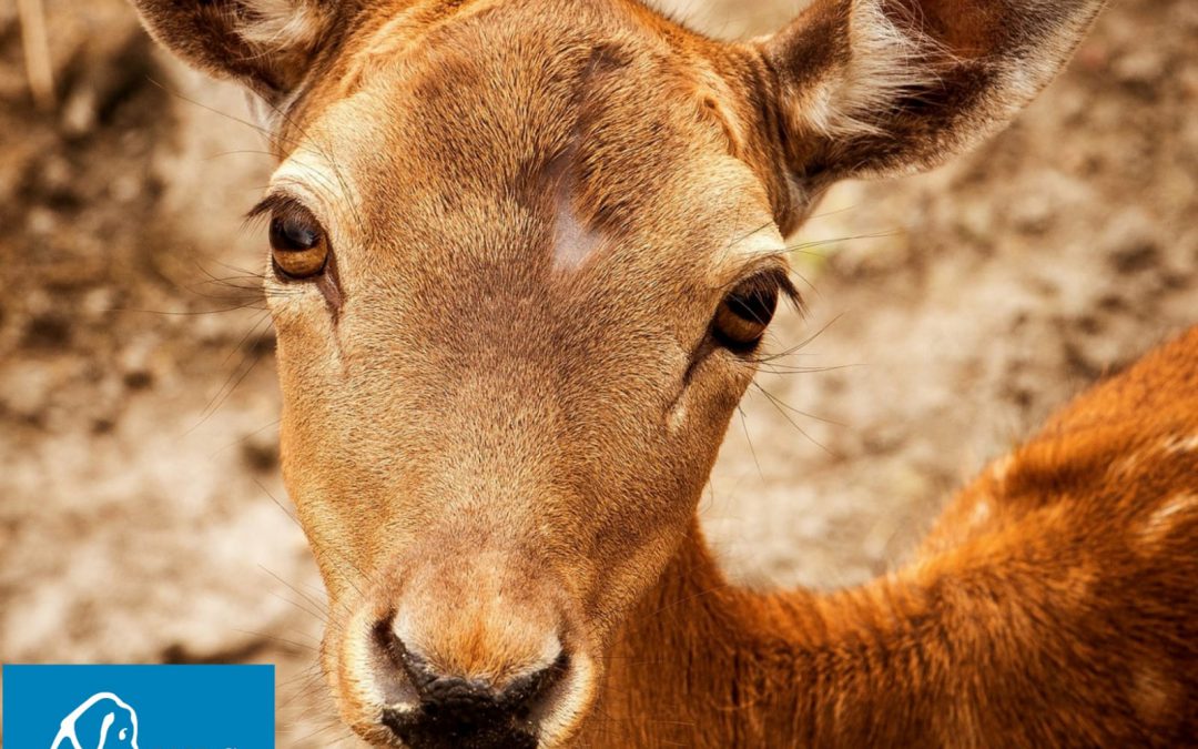 Piemonte – Continua la strage di cervi e altri animali