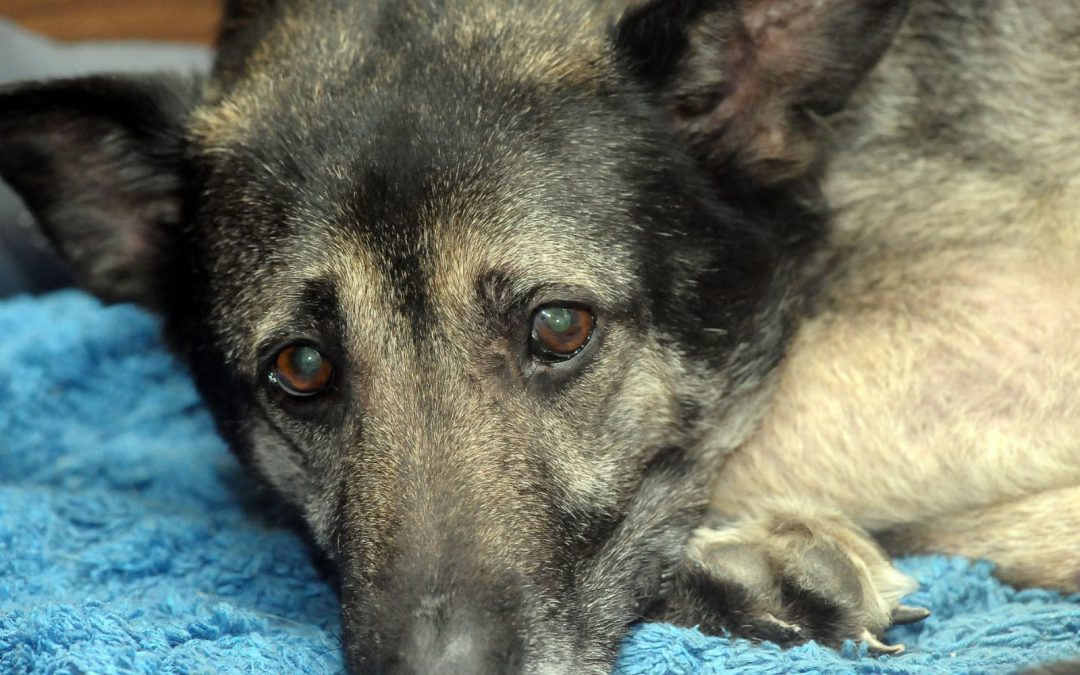 Ravenna – Veterinario sopprimeva e maltrattava gli animali