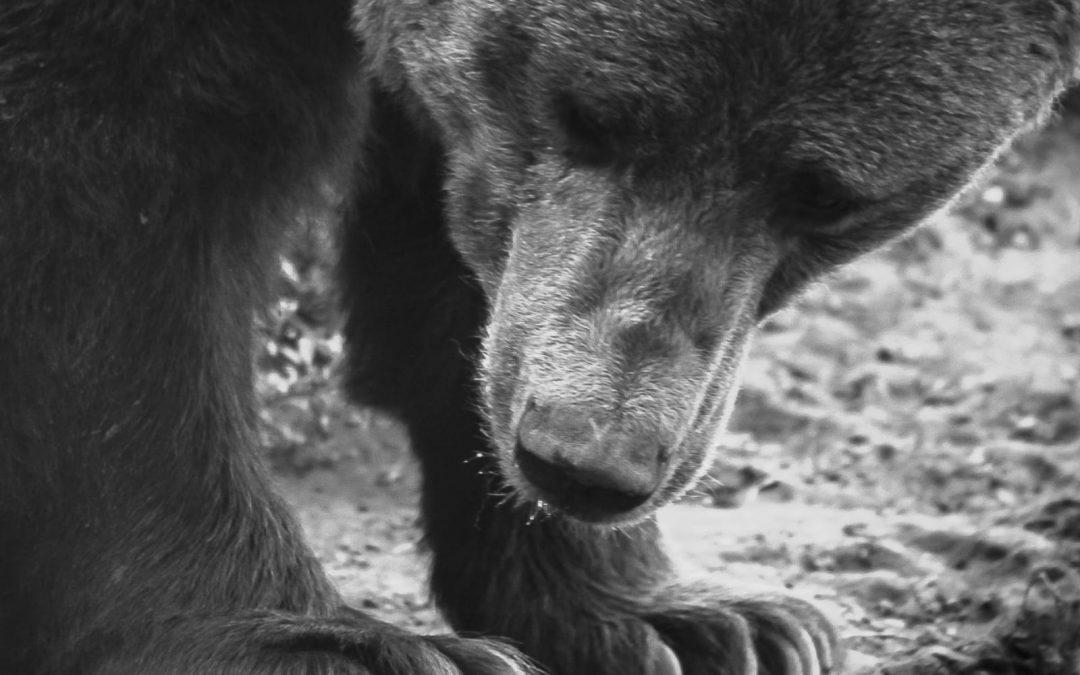 M49 – Consiglio di Stato respinge ricorso LNDC