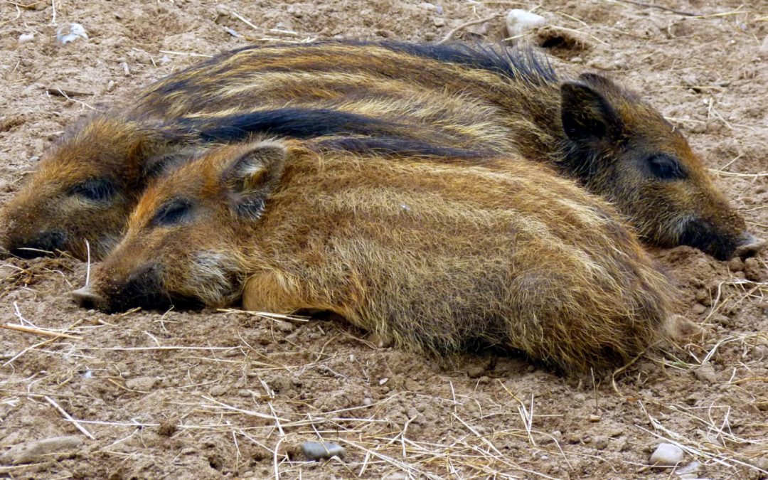 Castiglione del Lago (PG) – Vittoria, il Comune revoca l’Ordinanza ammazza cinghiali