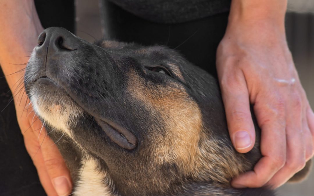 Lavello (PZ) – Canile comunale: fuori la Lega del Cane e dentro il privato