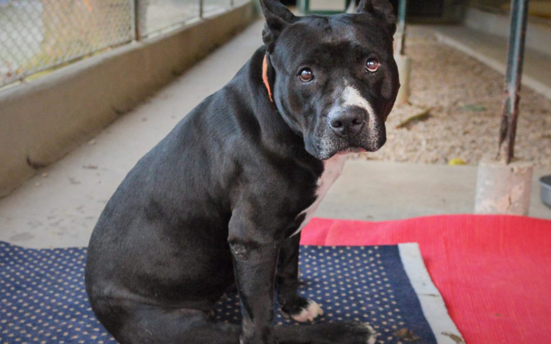 Padova – Kira ha bisogno di voi