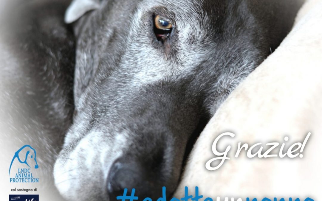 Adotta un Nonno – Successo della campagna LNDC e Prolife