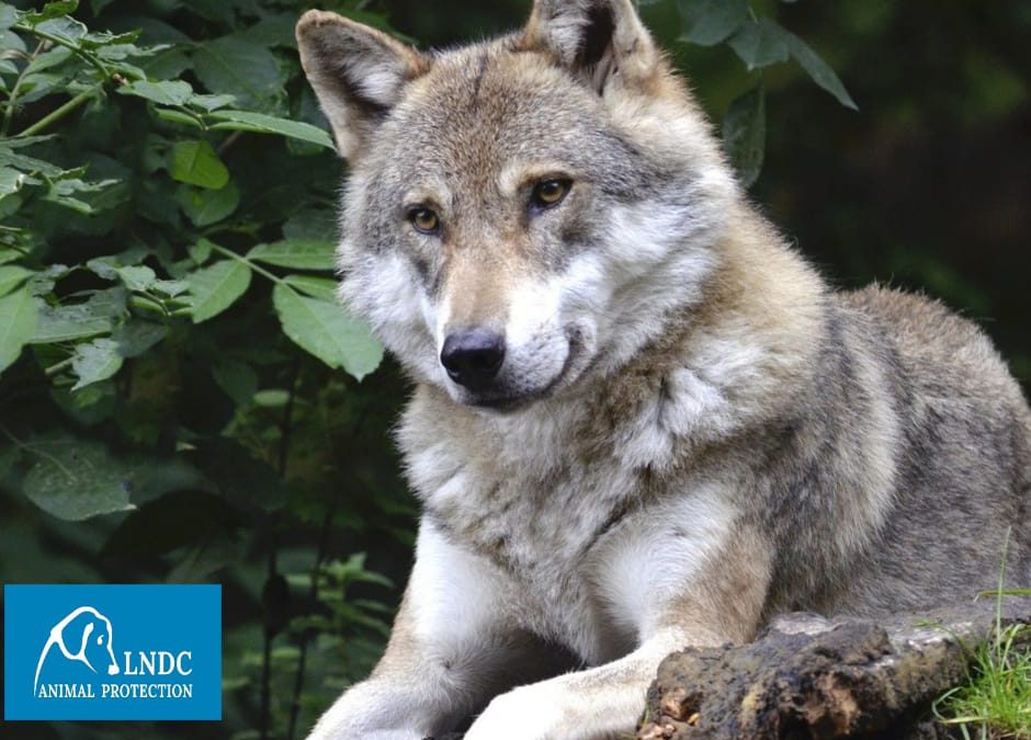 Lupi in Valle D’Aosta: LNDC, basta con proposte di legge scellerate