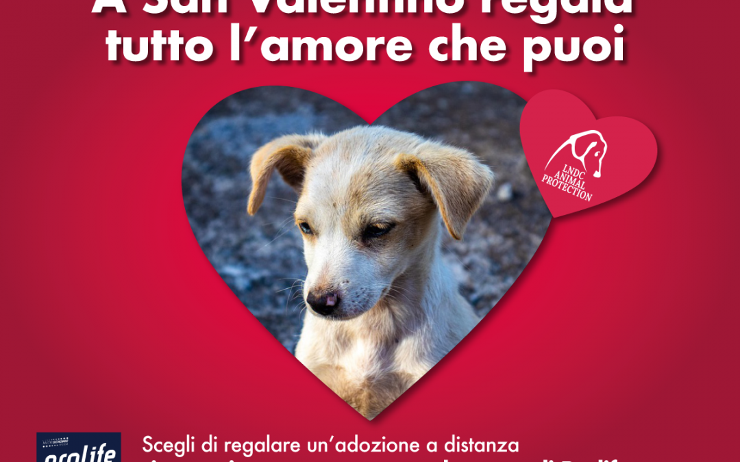 A San Valentino aiutiamo gli animali che vivono nei canili