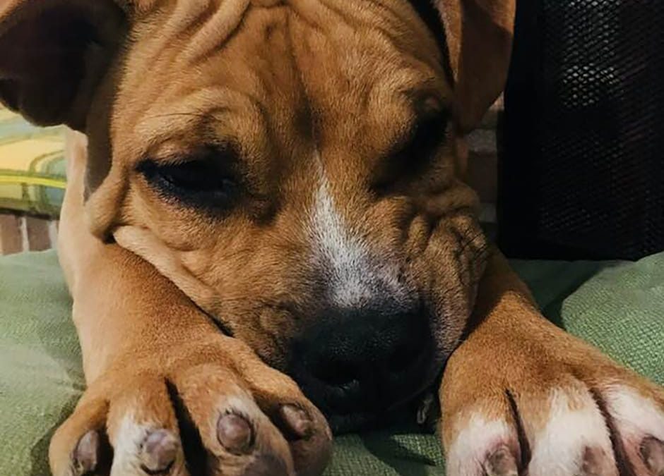 Assolto l’agente che uccise la pitbull Tequila