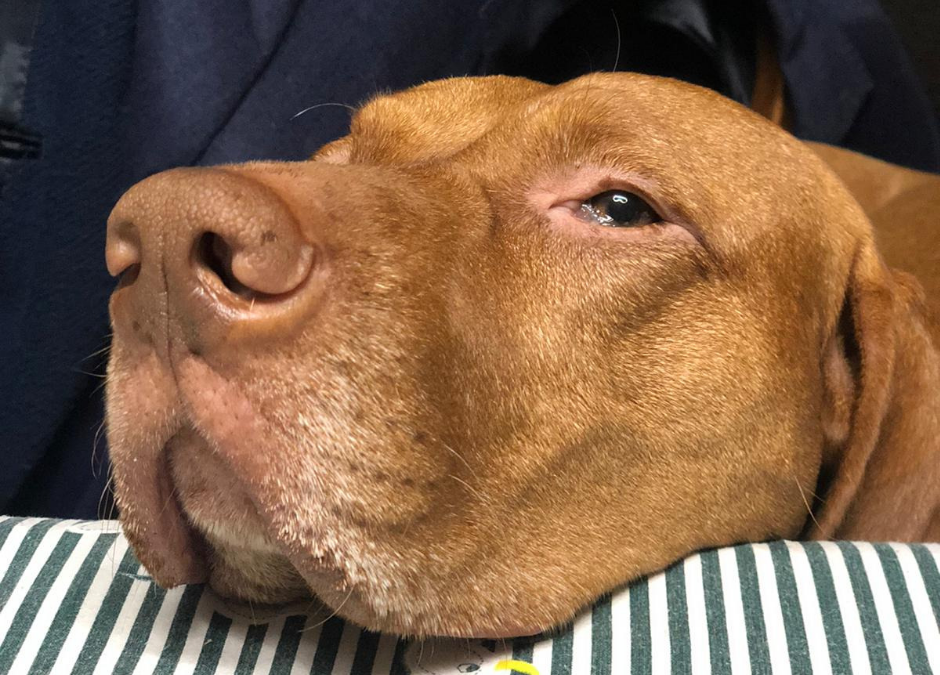 Torino – Comprato e abbandonato: Momò merita una nuova vita