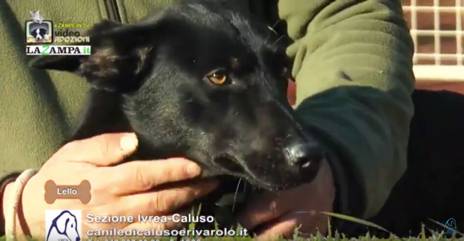 4 Zampe in TV al Rifugio LNDC di Caluso (TO)/2