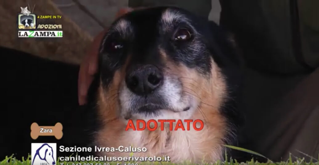 4 Zampe in TV al Rifugio LNDC di Caluso (TO)/3