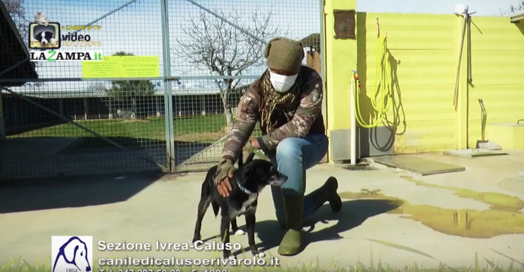 4 Zampe in TV al Rifugio LNDC di Caluso (TO)/4