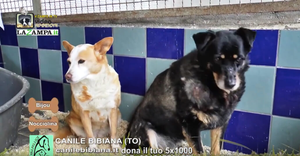 4 Zampe in TV al Rifugio LNDC di Valpellice (TO)/5