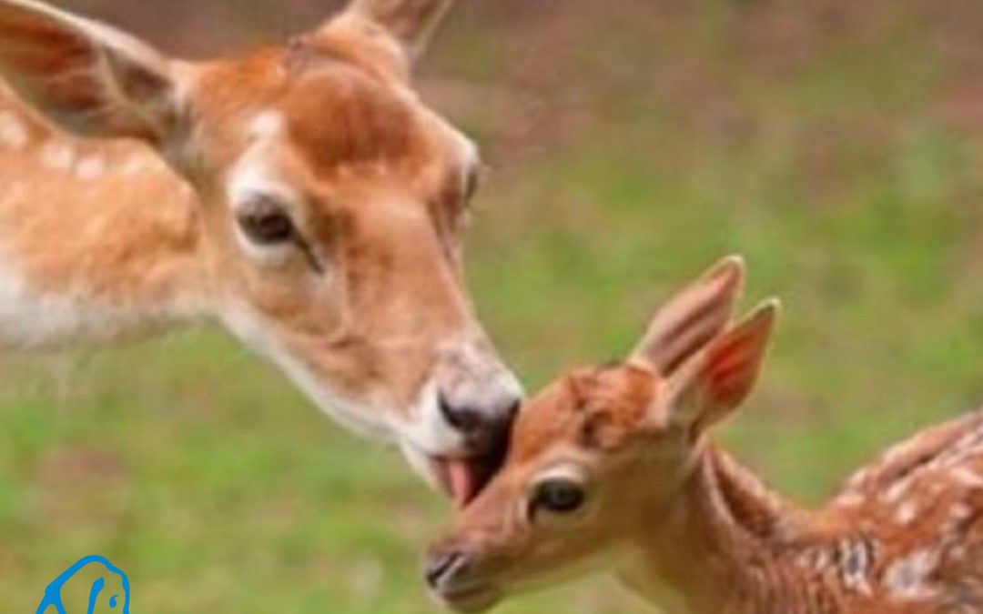 Daini del Parco del Circeo: adozioni difficili e cessioni a macelli e aziende venatorie facilitate