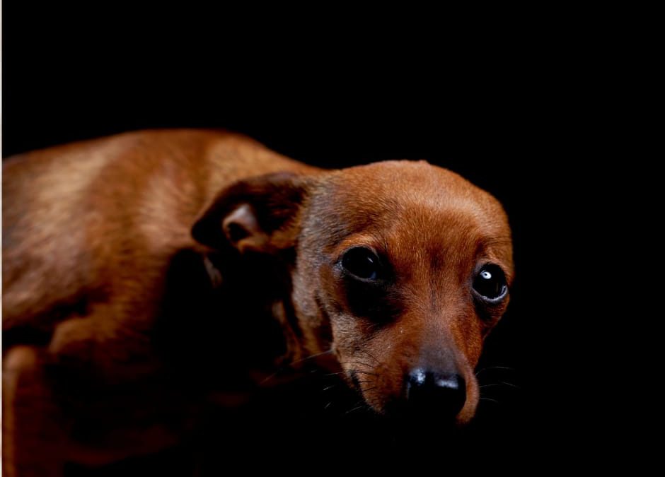 La violenza non conosce confini