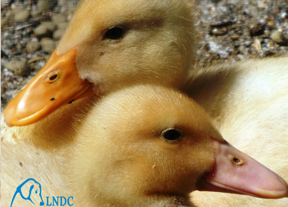 Serve più rispetto per gli animali e l’ambiente