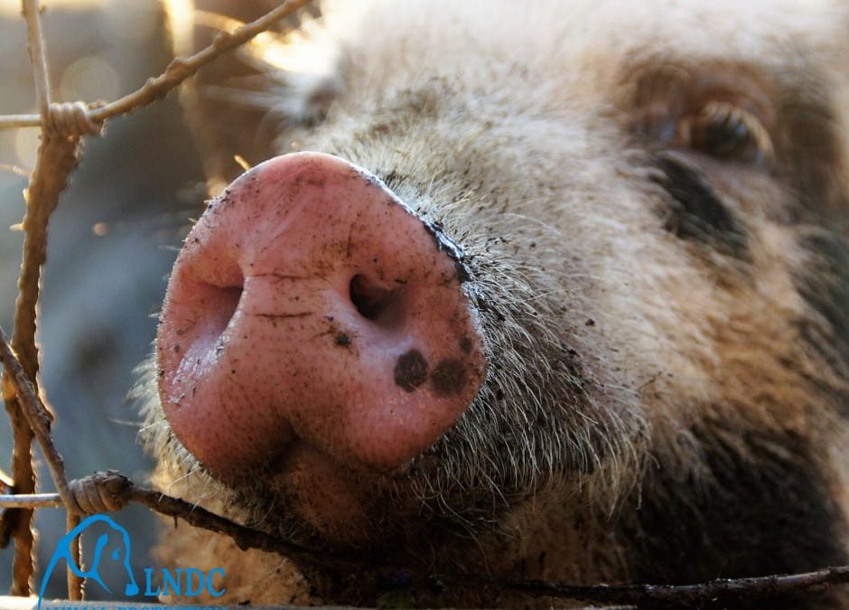 Mattatoio clandestino e azienda agricola irregolare