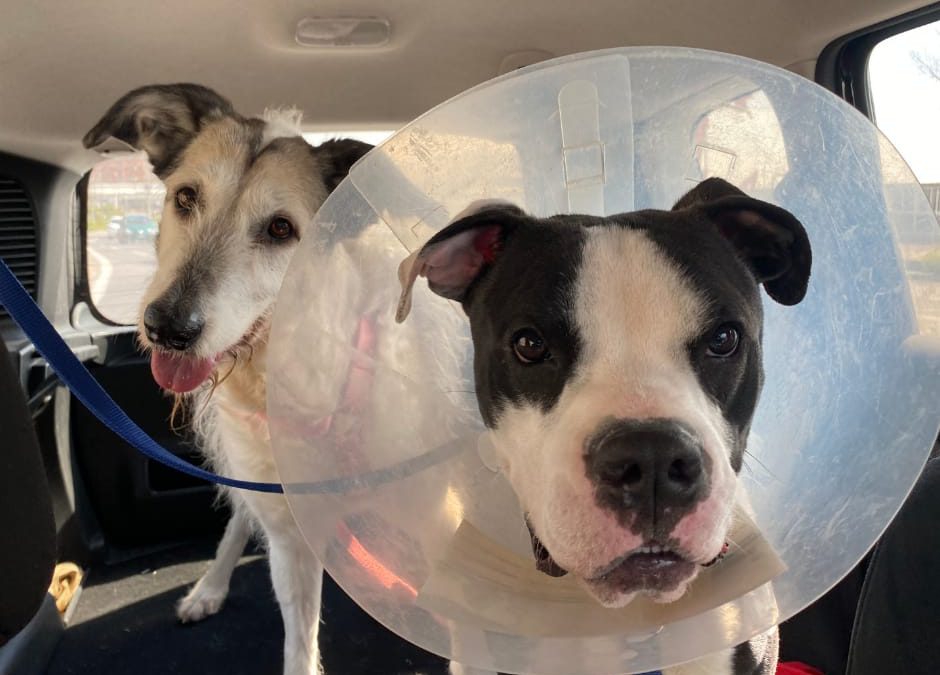 Roma – Diamo una nuova vita a Tabla e Clyde