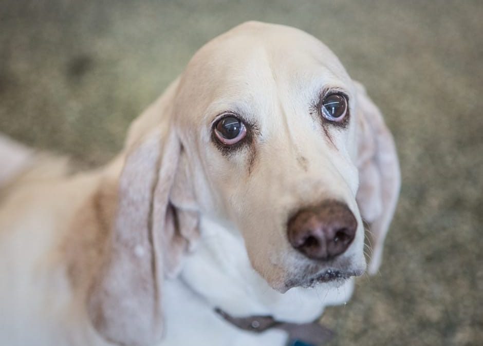 Modena – Abbaia troppo, ucciso con un colpo di fucile