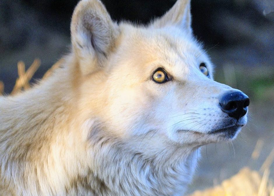 Lupa uccisa nel Parco Nazionale del Cilento