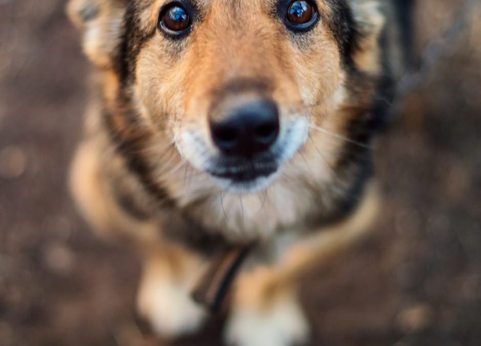 Avezzano (AQ) – Cane sgozzato e bruciato nel nuovo Municipio