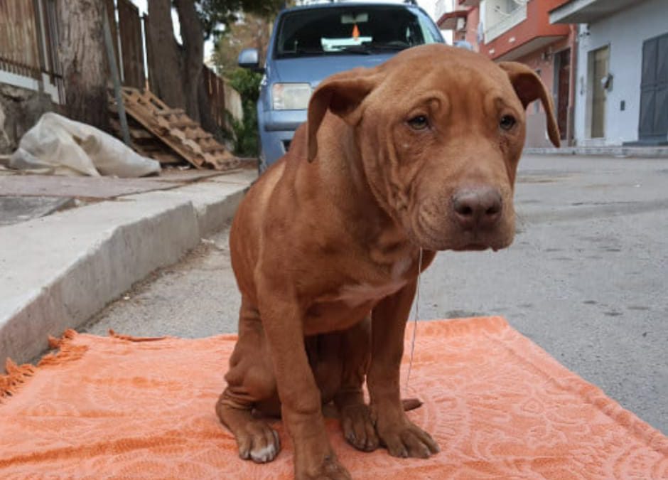 Gela (CL) – Tyron, cucciolo impiccato da ragazzini