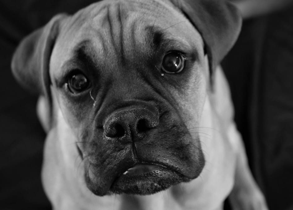 Allevamento abusivo a Reggio Emilia. LNDC: aboliamo le vendite online di animali