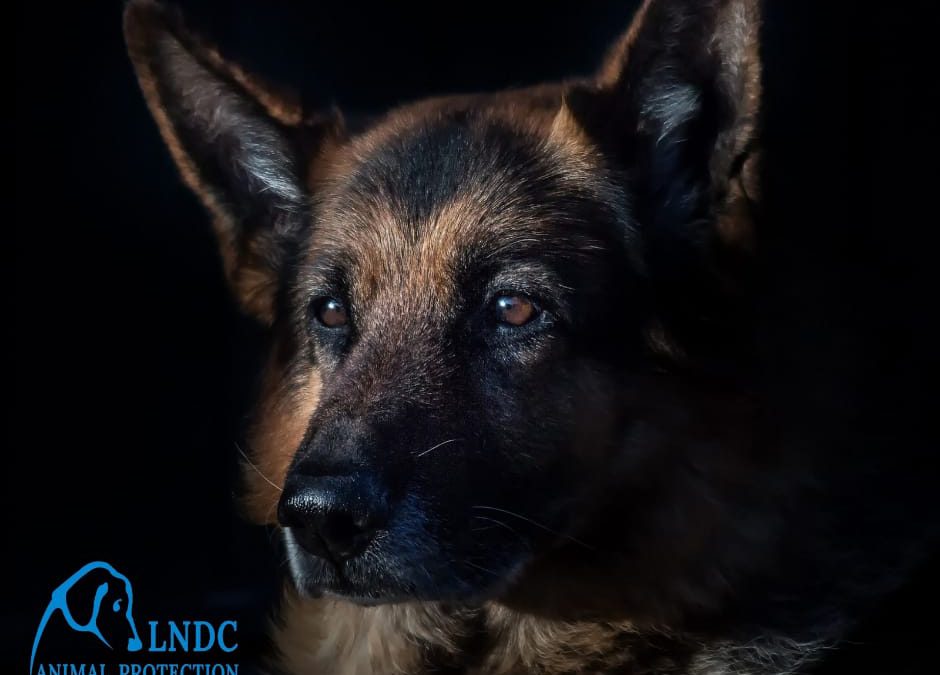 Azzano Mella (BS) – Cacciatore spara a cane. Denunciato.