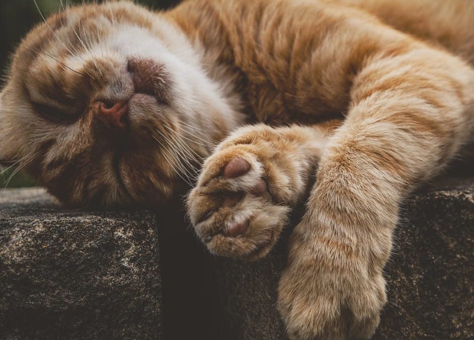 Pescara, gatti accoltellati sui colli