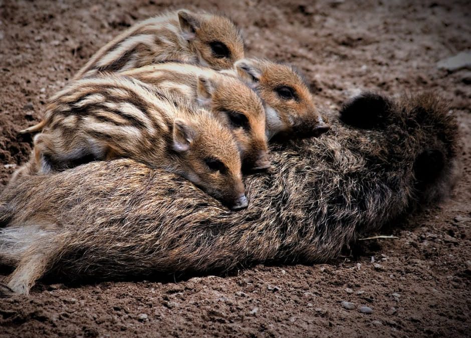 Imperia – Sparano a cinghiale che allatta