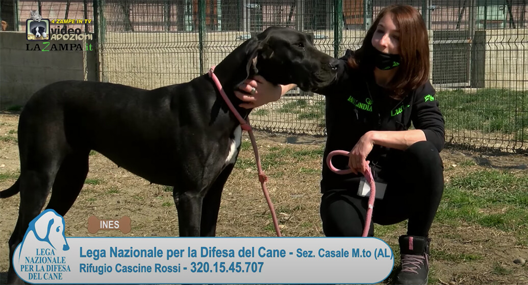 4 Zampe in TV al Rifugio LNDC di Casale Monferrato (AL)/1