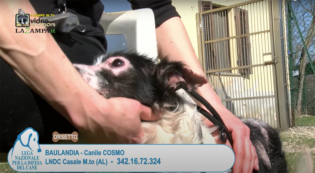 4 Zampe in TV al Rifugio LNDC di Casale Monferrato (AL)/2