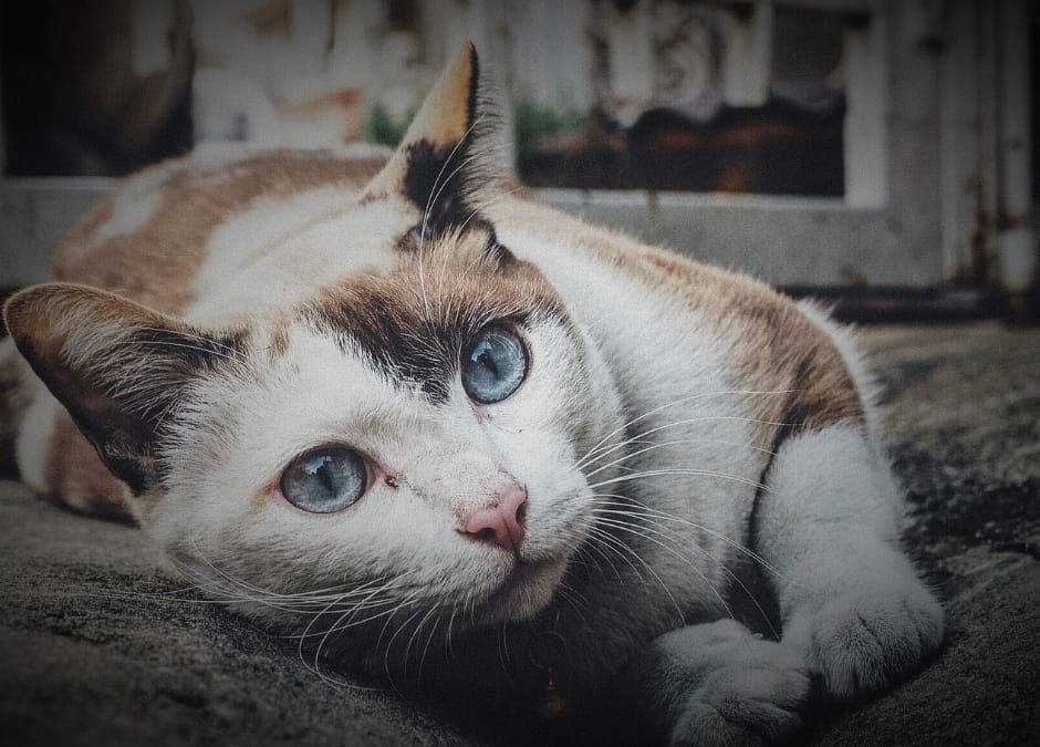 Chiaramonte (RG) – Animali spariti e uccisi. LNDC denuncia e scrive al Sindaco
