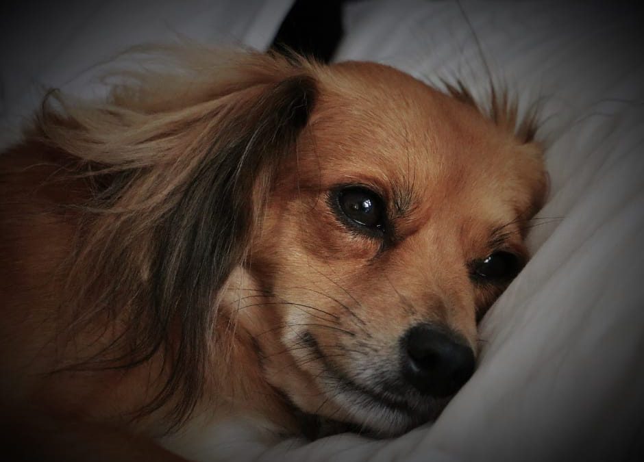 Montesarchio (BN) – Ancora cani avvelenati. LNDC denuncia