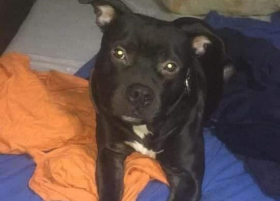 Rocky ucciso a Napoli dalla polizia: LNDC parte civile nel processo.