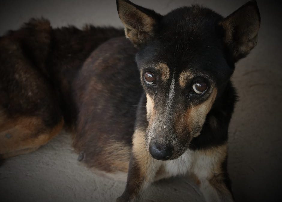 Emirati Arabi e Pakistan, lo sterminio dei randagi continua