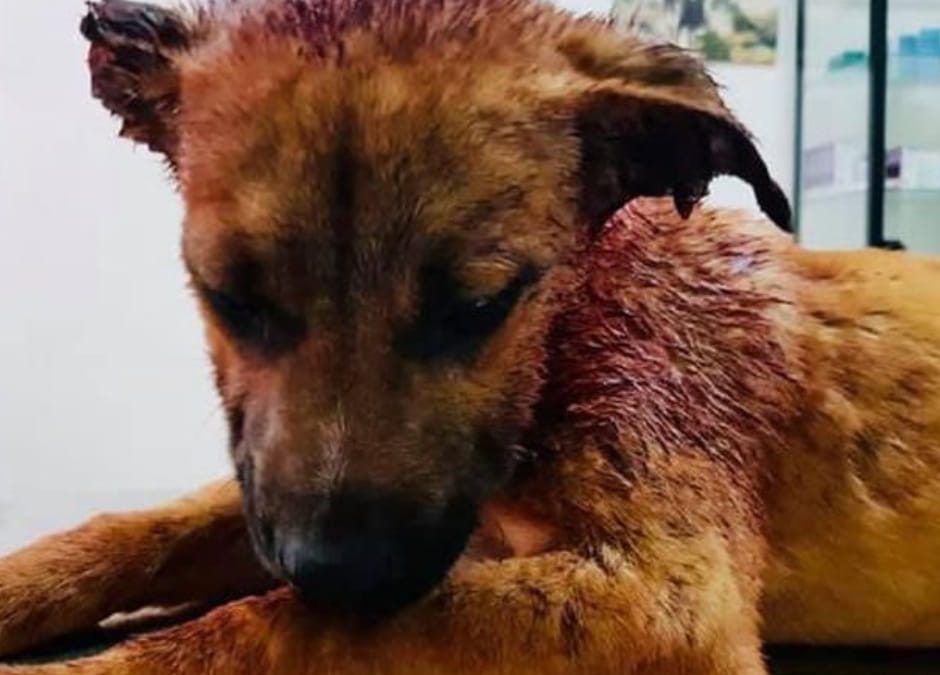 Ragusa, bimbi tagliano le orecchie a un cane