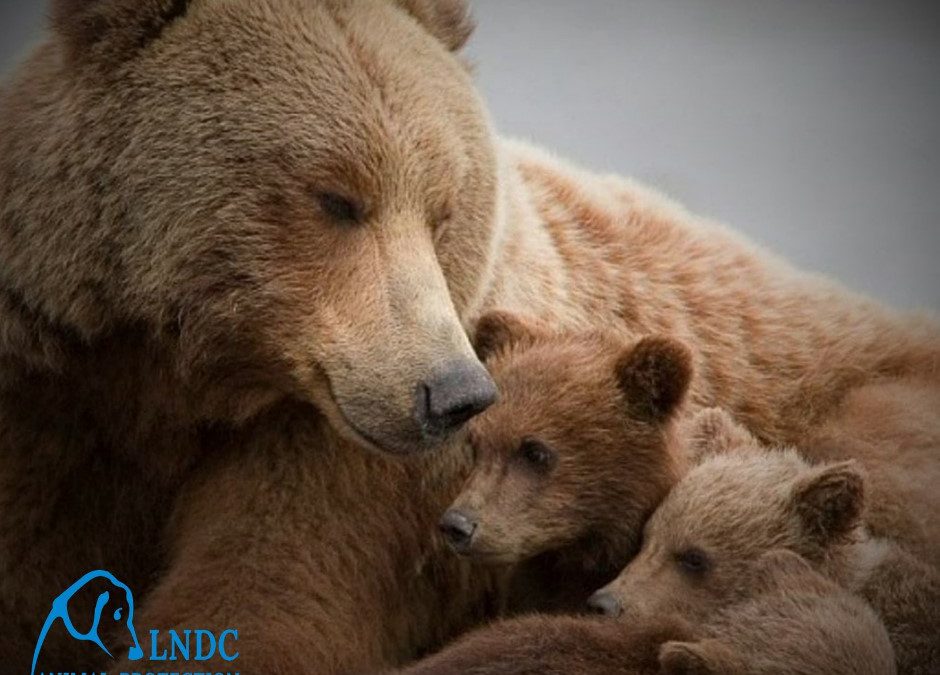 JJ4 e i suoi cuccioli sono salvi