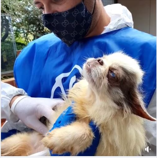 LNDC nell’allevamento di Trecastelli (AN)