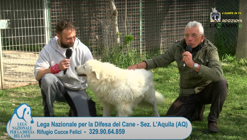 4 Zampe in TV al Rifugio LNDC di L’Aquila – Prima parte