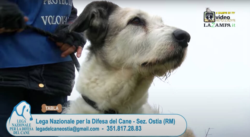 4 Zampe in TV al Rifugio LNDC di Ostia (Roma) – Prima parte