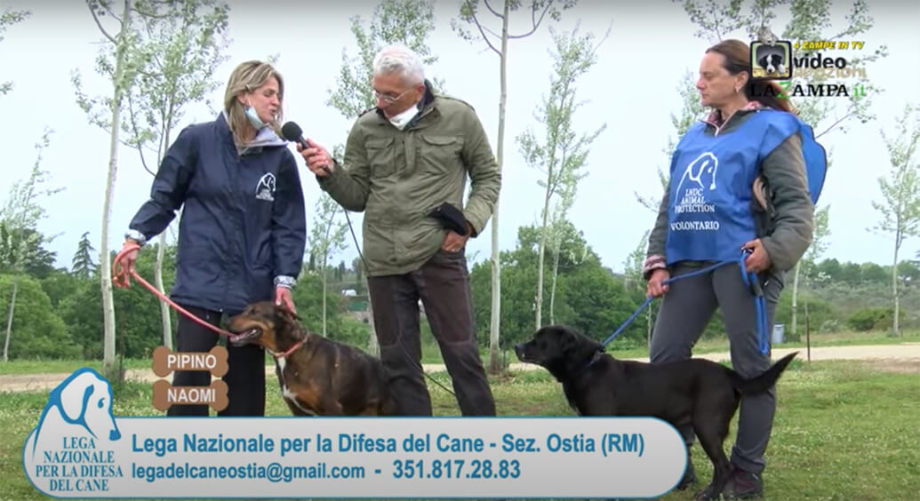 4 Zampe in TV al Rifugio LNDC di Ostia (Roma) – Seconda parte