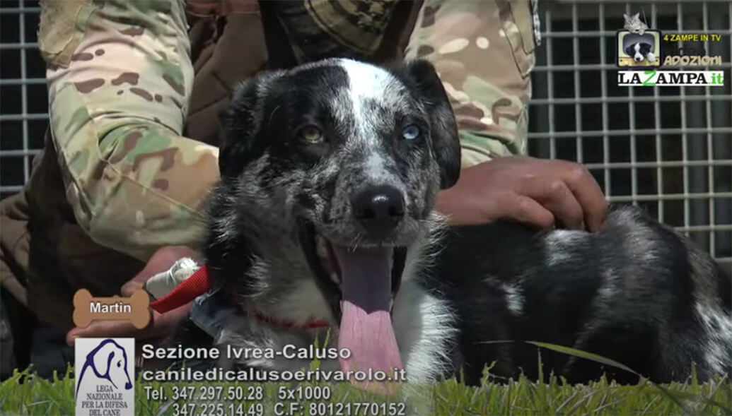 4 Zampe in TV al Rifugio LNDC di Caluso – Ivrea (TO) – Parte 5