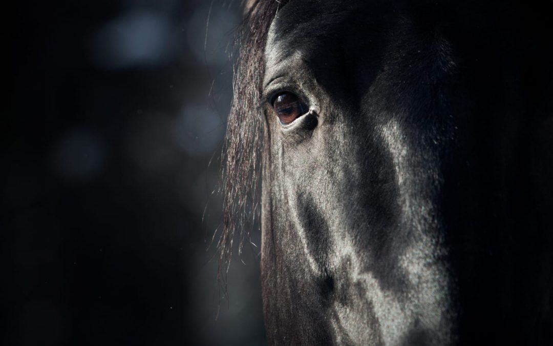 Botticelle, il TAR conferma l’obbligo di lavorare solo nei parchi