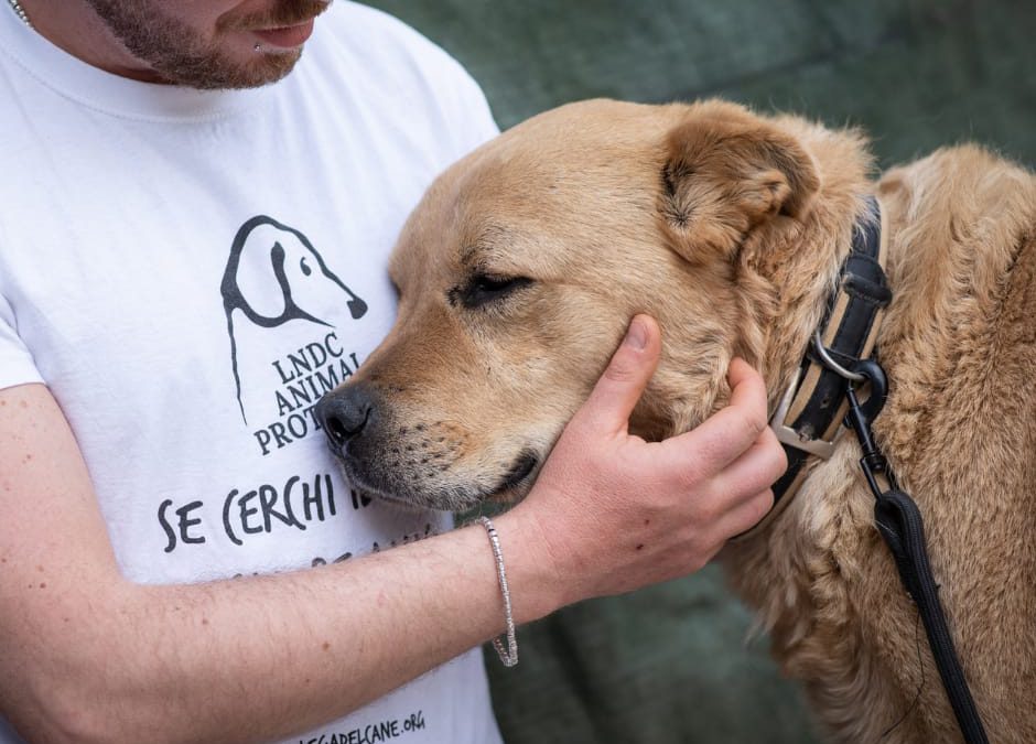 Farmaci umani anche per gli animali: ora è Legge