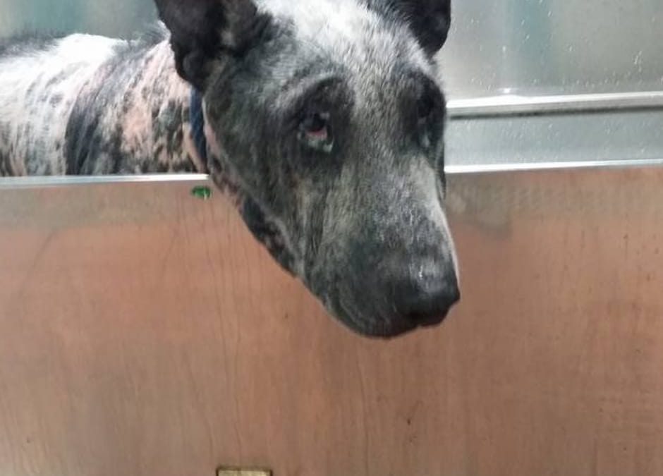 Massa – Giustizia è fatta per Boris