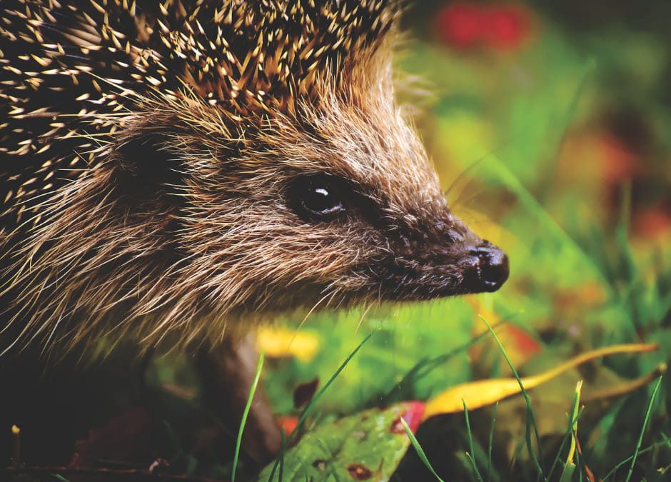 Primavera – I ricci si svegliano dal letargo