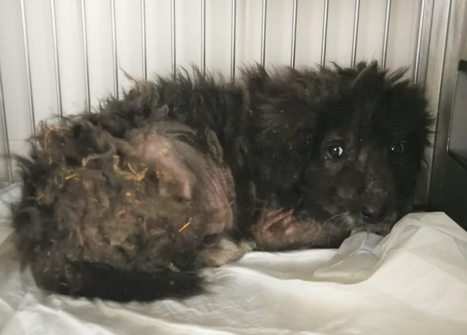 Arcidosso (GR), cani maltrattati: LNDC ottiene l’affidamento