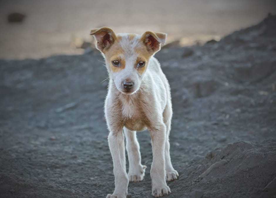 Emirati Arabi e Pakistan, strage di randagi