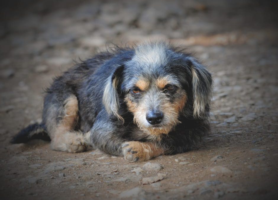 Montesarchio (BN) – La strage di cani continua