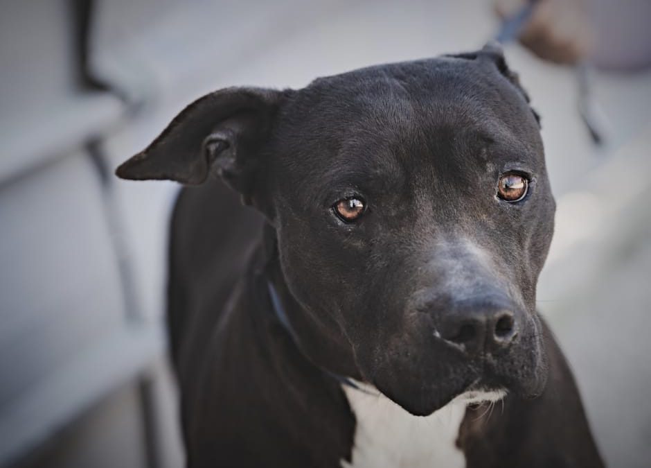 Caserta, cane gettato nel Volturno