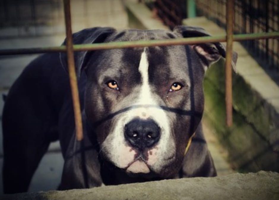 Corfinio (AQ) – Canile abusivo di soli pitbull. LNDC denuncia